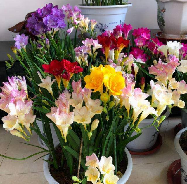 庭院花卉种植品种（最香的几种花卉植物）