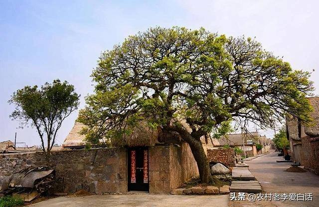 门口种什么树好（古人认为门前种3种树，会给子孙后代带来财富，有道理吗？）