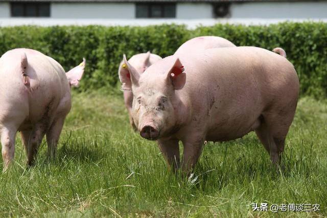 农村有什么养殖业赚钱（农村养猪户，2023年育肥生猪，必须抓住两点，才能达到赚钱的目的）