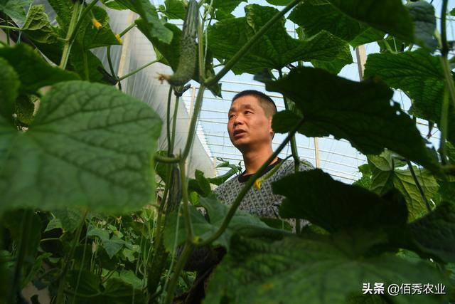 种植蔬菜大棚能挣钱吗（农民种植大棚蔬菜不赚钱，为啥还有那么多农民争相进入？）