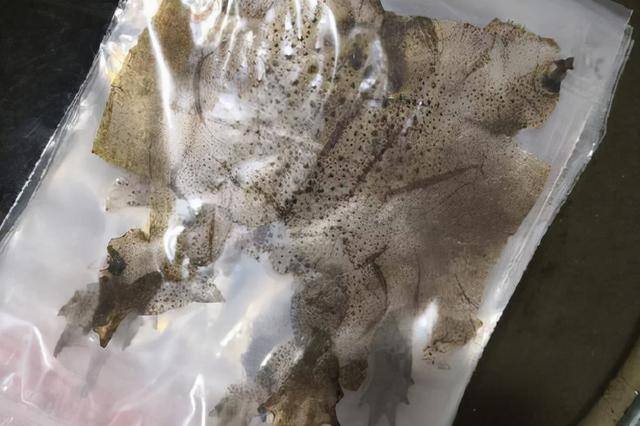 养蟾蜍能赚钱吗（蟾衣蜕下都是宝，为何野外寻不到？）