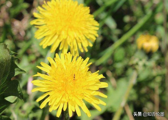 种植什么药材最赚钱收益快（种植哪些中药材“钱”景好并且挣钱快？这几个不过是错过！）