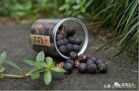 致富经一亩地赚60万（《致富经》的花式取名，巧设悬念，堪称标题党祖师级别）