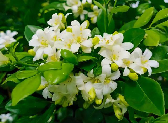 庭院花卉种植品种（最香的几种花卉植物）