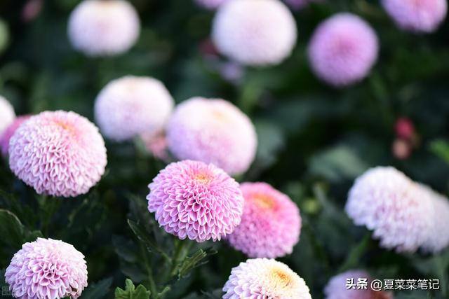 什么副业适合上班族（夏菜菜自媒体创业经验分享）