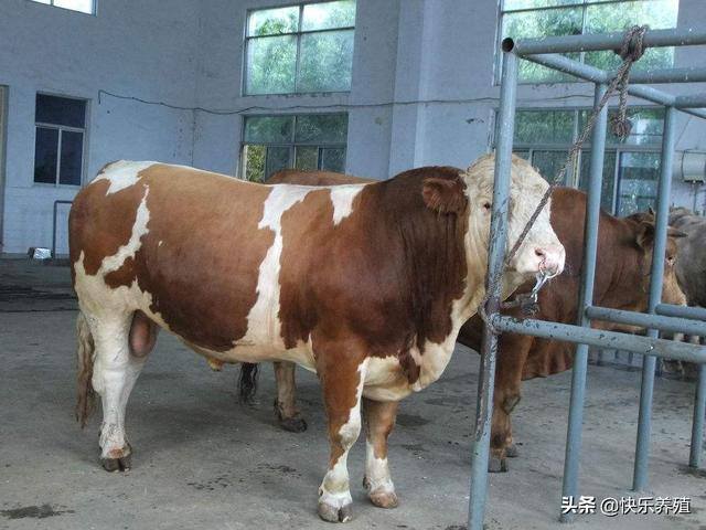 育肥牛一头能挣多少钱（养一头1500斤左右的牛，出栏后利润有多少？）