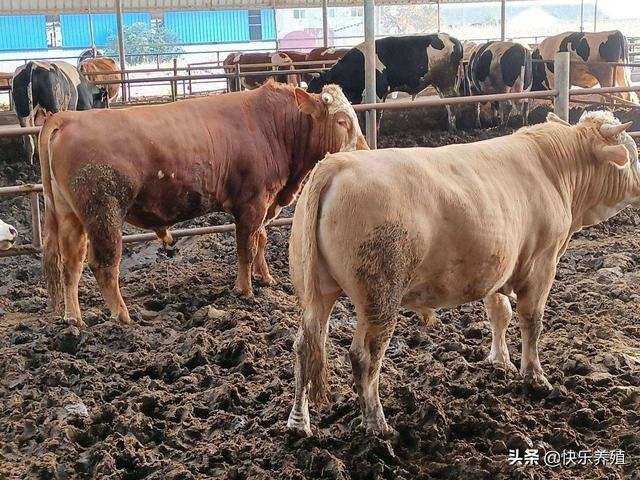 育肥牛一头能挣多少钱（养一头1500斤左右的牛，出栏后利润有多少？）