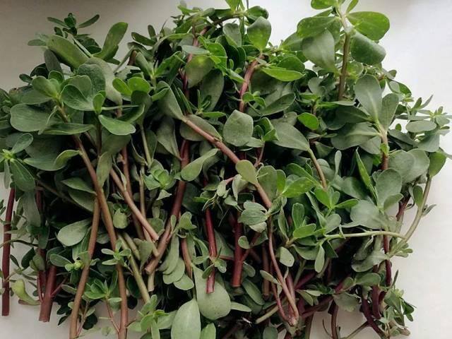 农村常见中草药300种（春天吃什么野菜？）