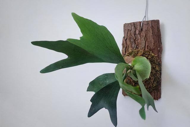 适合在家里室内养殖业（家里养这6种盆栽植物，不仅好看，而且养护容易）