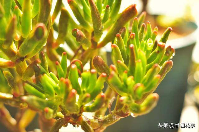 吸财树怎么养（4月养吸财树，打开3个“小开关”，新芽猛长，株型红艳艳）