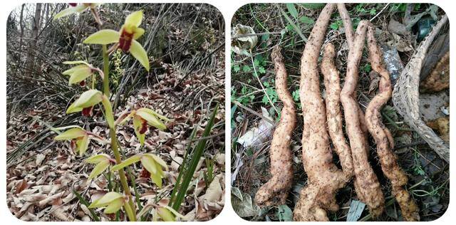 农村常见中草药300种（春天吃什么野菜？）