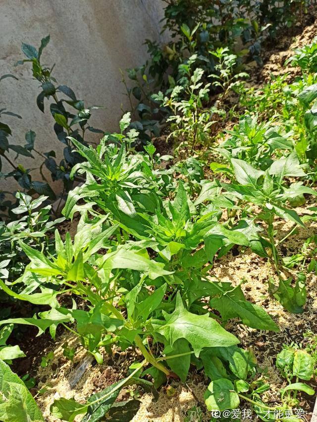 秋后种植什么比较合适（适合秋天种的10种蔬菜，一个月就能上饭桌，今年能吃完算我输！）