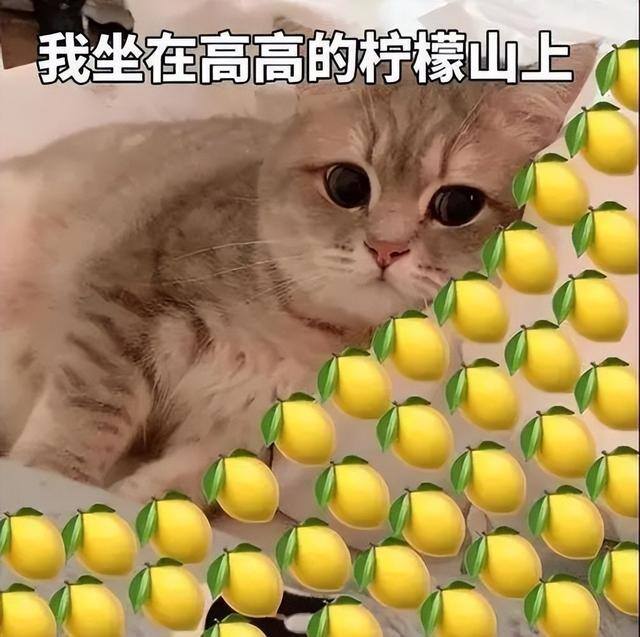 十台手机刷app一天赚四百（留学生也爱自媒体！）