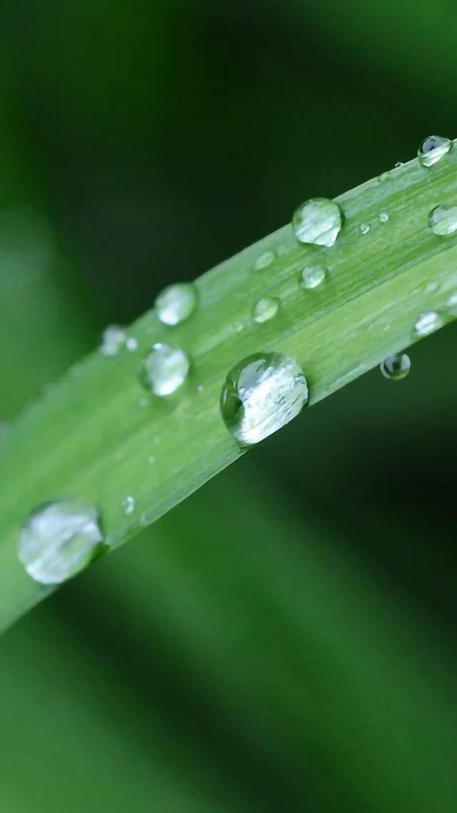 手机壁纸花（植物及花卉清新美图）