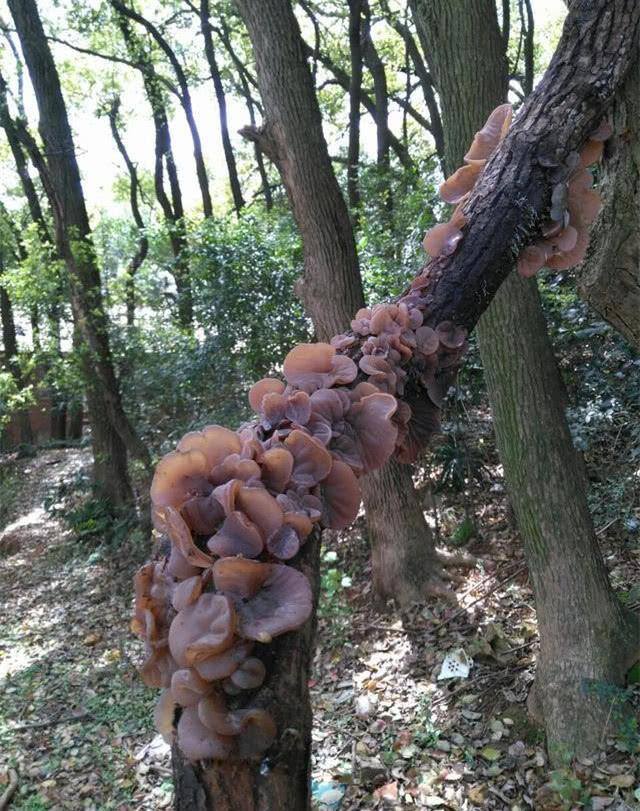 农村常见中草药300种（春天吃什么野菜？）