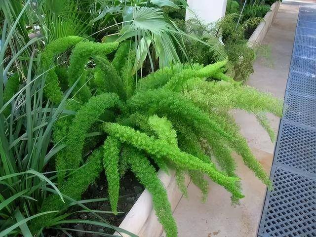 适合在家里室内养殖业（家里养这6种盆栽植物，不仅好看，而且养护容易）