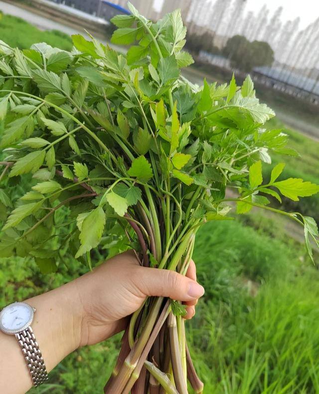 农村常见中草药300种（春天吃什么野菜？）