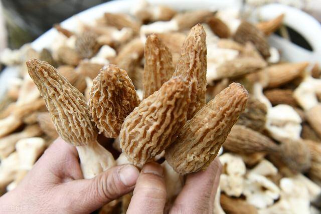 农业项目（农业种植致富的项目有哪些？这六个项目的种植前景很可观！）