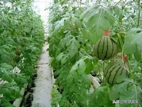 无土种植（有机生态型无土栽培技术）