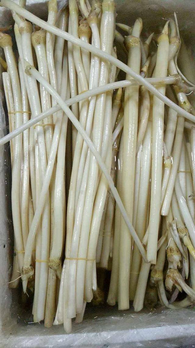 农村常见中草药300种（春天吃什么野菜？）