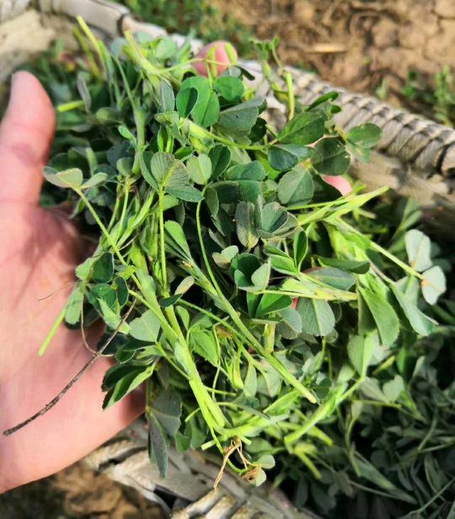 农村常见中草药300种（春天吃什么野菜？）