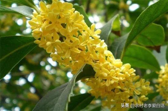 门口种什么树好（古人认为门前种3种树，会给子孙后代带来财富，有道理吗？）