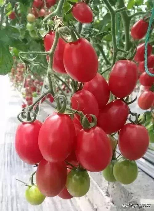 无土种植（有机生态型无土栽培技术）