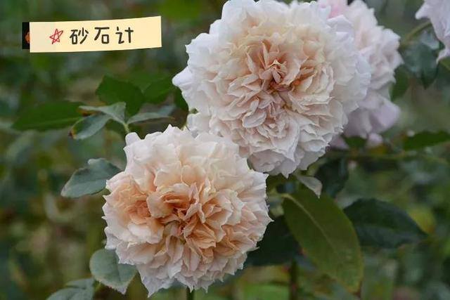 圣安娜蛋糕店（月季品种介绍）