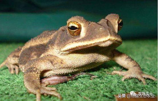 致富经一亩地赚60万（《致富经》的花式取名，巧设悬念，堪称标题党祖师级别）