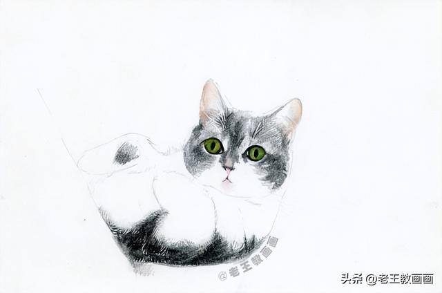 猫咪怎么画才好看又可爱（彩铅猫咪，看似不言不语，实则一直给你最长情的陪伴）