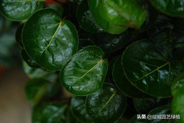 特别容易发财的名字（这8种植物，摆在家里能旺财！）