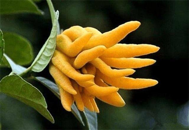 发财树摆放在家里什么位置好（家里养这几种植物，不仅能养花，还能聚财！）