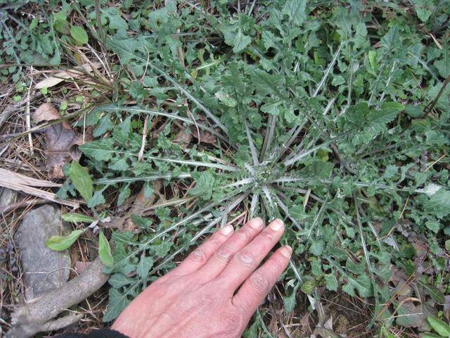 农村常见中草药300种（春天吃什么野菜？）