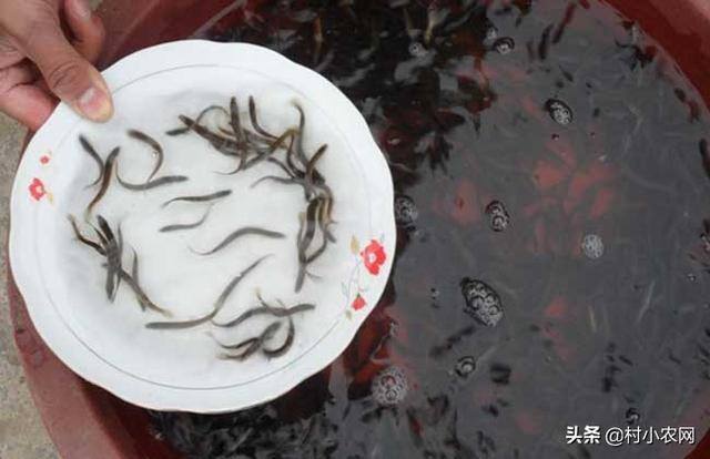 泥鳅室内无土养殖（泥鳅养殖技术：无土养殖的技术）