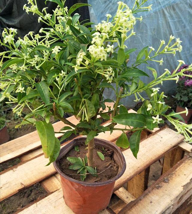 庭院花卉种植品种（最香的几种花卉植物）