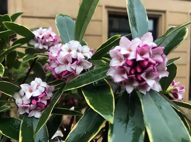 庭院花卉种植品种（最香的几种花卉植物）
