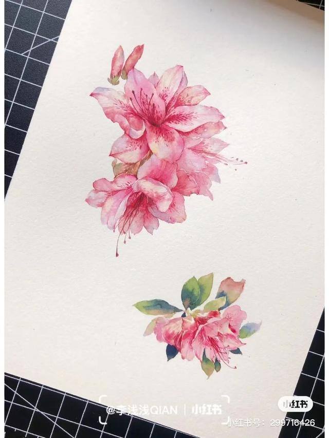 花朵怎么画最漂亮（中国风水彩花卉插画｜李浅浅qian）