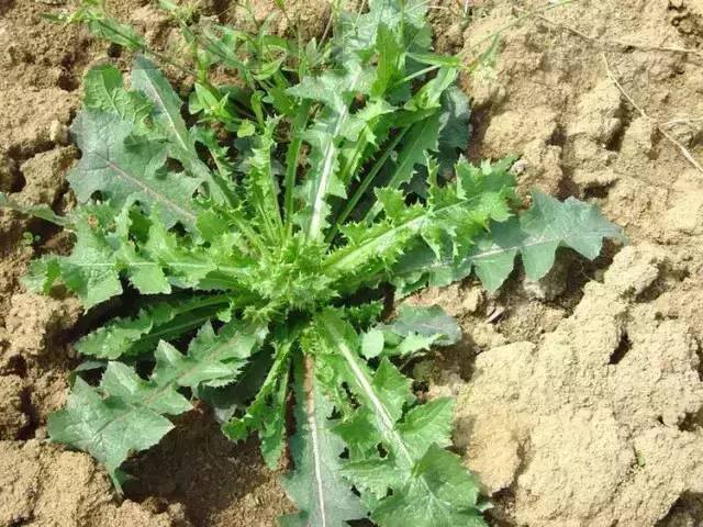 农村常见中草药300种（春天吃什么野菜？）
