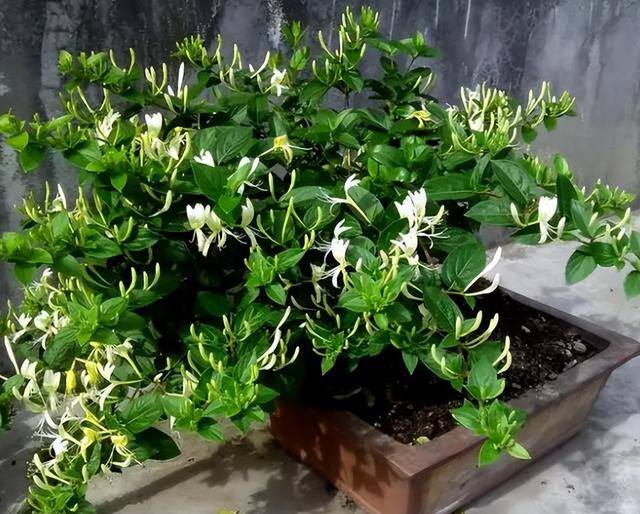 庭院花卉种植品种（最香的几种花卉植物）