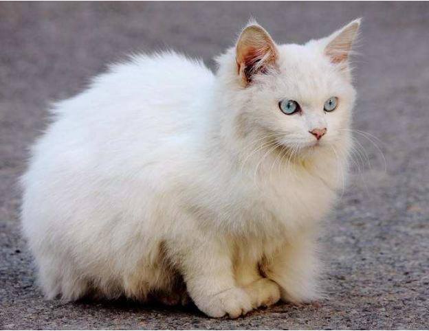 家里养猫好吗（养猫的6大坏处，看完你还敢养猫吗？）