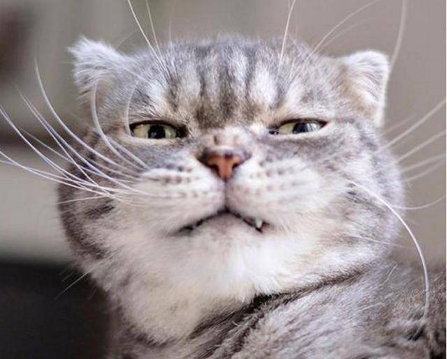家里养猫好吗（养猫的6大坏处，看完你还敢养猫吗？）