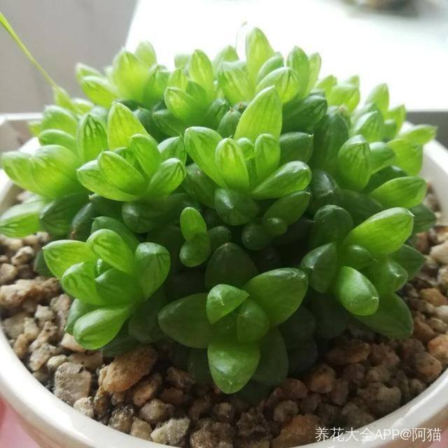 发财树摆放在家里什么位置好（家里养这几种植物，不仅能养花，还能聚财！）