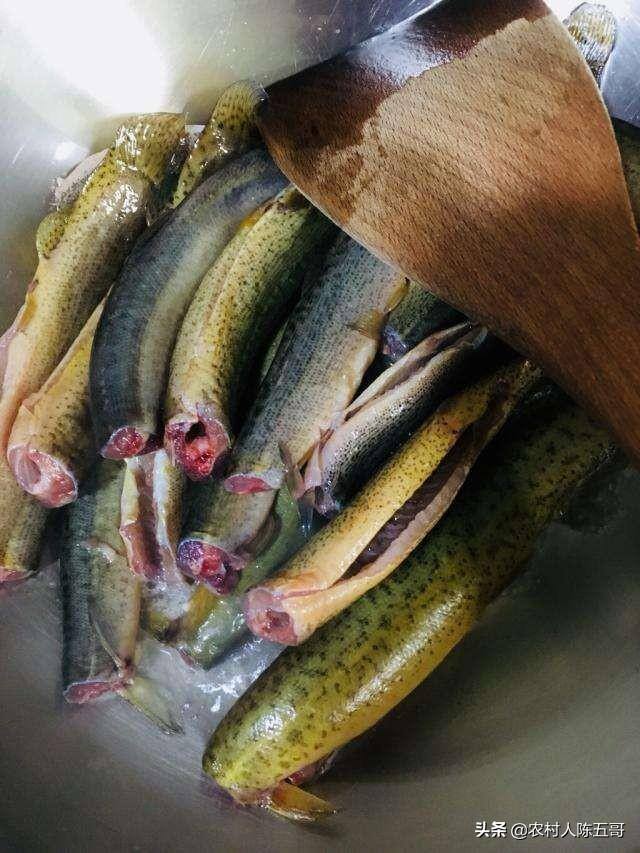 泥鳅的养殖方法和技术（泥鳅的饲养管理技术）