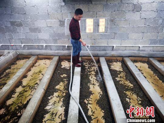 水蛭的养殖方法和技术（从“吸血”到“吸金”广西农民的“蛭”富）