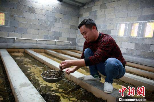 水蛭的养殖方法和技术（从“吸血”到“吸金”广西农民的“蛭”富）