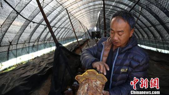 种植桑黄真的能赚钱吗（吉林延边：泉水洞林场栽培桑黄四年赚500万元）