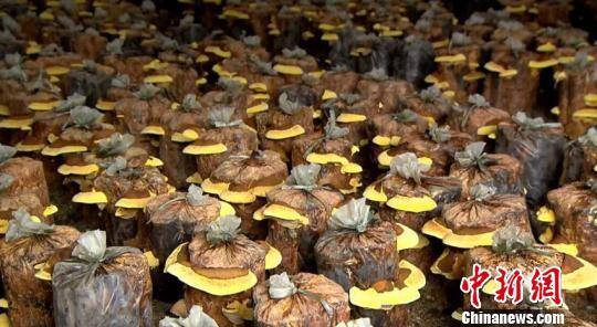 种植桑黄真的能赚钱吗（吉林延边：泉水洞林场栽培桑黄四年赚500万元）