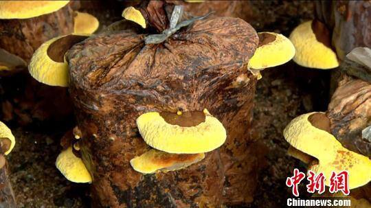 种植桑黄真的能赚钱吗（吉林延边：泉水洞林场栽培桑黄四年赚500万元）