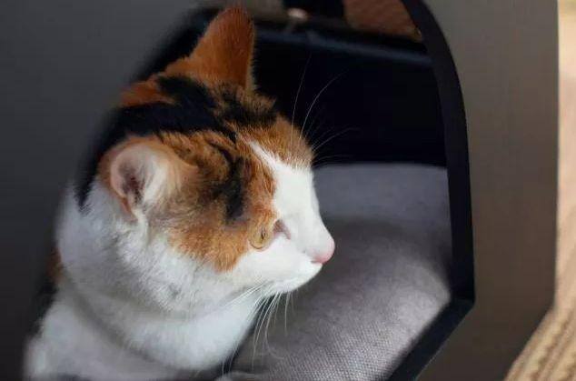 猫窝怎么做手工制作（家居旧物改造小猫窝）