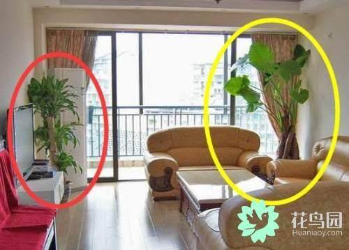 家里放干花有什么风水讲究（风水大师告诉你，家里放这几种植物，再富裕也住穷！）